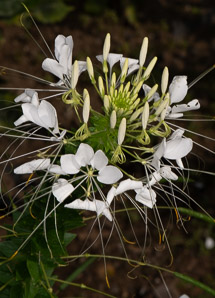 Cleome hassleriana (spider flower, spider plant, pink queen)