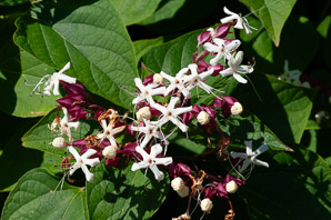 Clerodendrum trichotomum (harlequin glorybower, peanut butter tree)