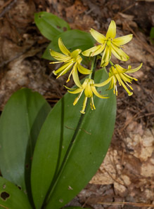 Clintonia borealis (yellow clintonia, bluebead lily, blue-bead lily, clintonia, Clinton’s lily, corn lily, cow tongue, yellow beadlily, yellow bluebeadlily, snakeberry, dogberry, straw lily, bluebead)