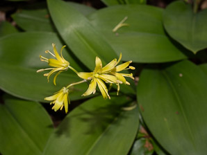 Clintonia borealis (yellow clintonia, bluebead lily, blue-bead lily, clintonia, Clinton’s lily, corn lily, cow tongue, yellow beadlily, yellow bluebeadlily, snakeberry, dogberry, straw lily, bluebead)