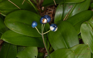 Clintonia borealis (yellow clintonia, bluebead lily, blue-bead lily, clintonia, Clinton’s lily, corn lily, cow tongue, yellow beadlily, yellow bluebeadlily, snakeberry, dogberry, straw lily, bluebead)
