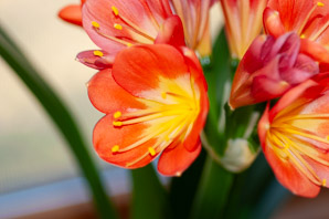 Clivia miniata (kaffir lily, Natal lily, bush lily)