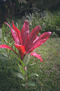 Cordyline fruticosa (ti plant, kī, lā‘ī, tiplant)