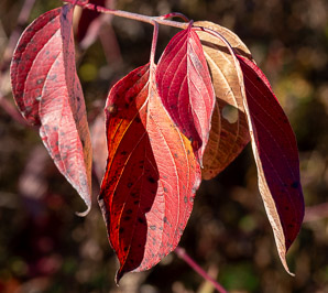 Cornus amomum (silky dogwood)