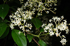 Cornus racemosa (northern swamp dogwood, gray dogwood, panicle dogwood)