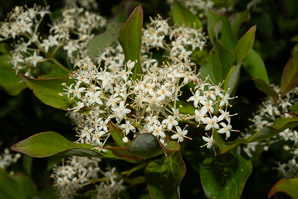 Cornus racemosa (northern swamp dogwood, gray dogwood, panicle dogwood)