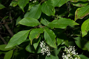 Cornus racemosa (northern swamp dogwood, gray dogwood, panicle dogwood)