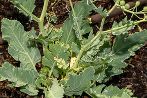 Crambe maritima (sea kale)