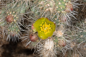 Cylindropuntia echinocarpa (silver cholla, Wiggins’ cholla)