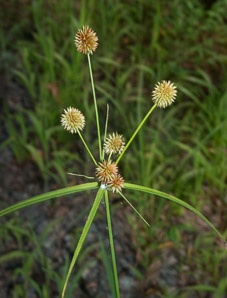 Cyperus echinatus (globe flatsedge)