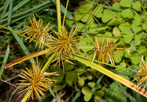 Cyperus esculentus (nut grass, yellow nut grass, yellow nutsedge)