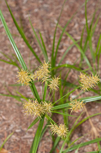 Cyperus esculentus (nut grass, yellow nut grass, yellow nutsedge)