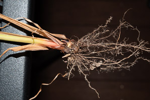 Cyperus strigosus (straw-colored flatsedge, umbrella sedge, false nutsedge, strawcolored flatsedge)