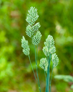 Dactylis glomerata (orchardgrass)