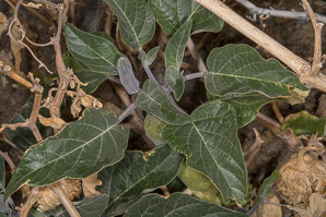 Datura wrightii (angel’s trumpet, sacred thorn-apple, sacred datura, western jimson weed, belladonna, toloache, Jimsonweed, thorn-apple, angel trumpet)