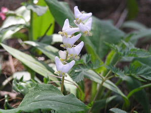 Dicentra cucullaria (Dutchman’s breeches)