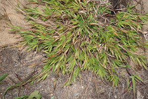 Dichanthelium acuminatum (woolly panicum, tapered rosette grass)