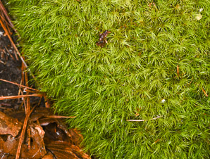 Dicranum scoparium (windswept moss, broom forkmoss, dicranum moss)