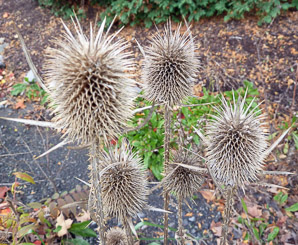 Dipsacus sativus (Indian teasel)