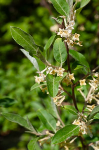Elaeagnus umbellata (autumn olive, Japanese silverberry)