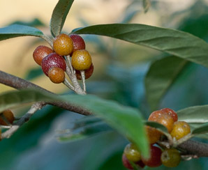 Elaeagnus umbellata (autumn olive, Japanese silverberry)