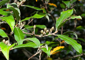 Elaeagnus umbellata (autumn olive, Japanese silverberry)