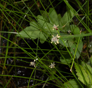 Eleocharis R. (spikerush)