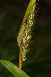 Elymus virginicus (Virginia wildrye)