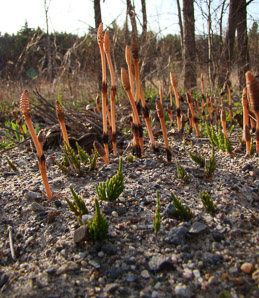 Equisetum arvense (field horsetail)