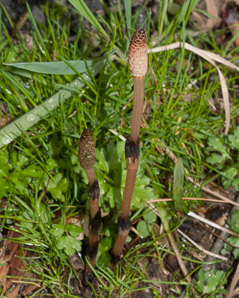 Equisetum arvense (field horsetail)