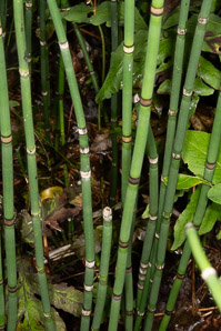 Equisetum L. (horsetail)