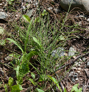 Equisetum pratense (meadow horsetail)