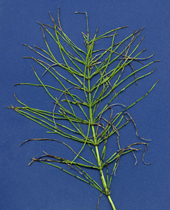 Equisetum L. (horsetail)