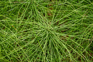 Equisetum sylvaticum (wood horsetail, woodland horsetail)