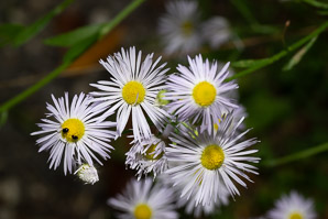 Erigeron annuus (daisy fleabane, rough fleabane, eastern daisy fleabane)