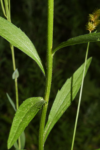 Erigeron annuus (daisy fleabane, rough fleabane, eastern daisy fleabane)