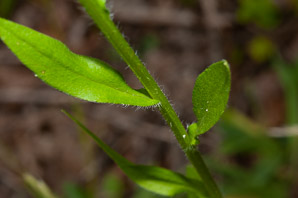 Erigeron annuus (daisy fleabane, rough fleabane, eastern daisy fleabane)