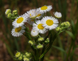 Erigeron annuus (daisy fleabane, rough fleabane, eastern daisy fleabane)