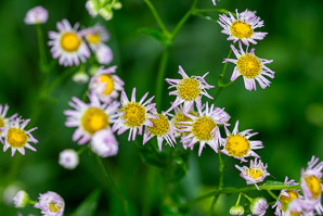 Erigeron philadelphicus (common fleabane, Philadelphia fleabane)