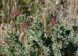 Eriogonum fasciculatum (California buckwheat, Eastern mojave buckwheat)