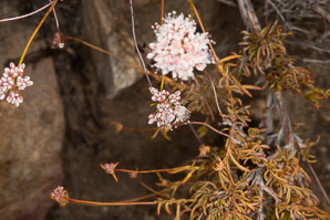 Eriogonum fasciculatum (California buckwheat, Eastern mojave buckwheat)