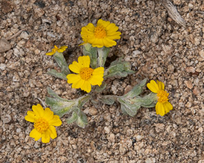 Eriophyllum lanatum (woolly daisy, yellow woolly-daisy, common woolly sunflower)