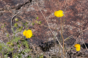 Eschscholzia glyptosperma (desert poppy)