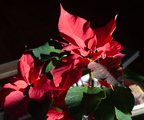 Euphorbia pulcherrima (poinsettia)