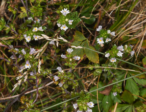 Euphrasia nemorosa (common eyebright)