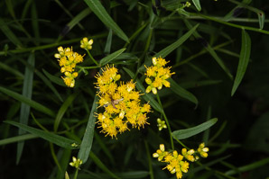 Euthamia graminifolia (flat-top goldentop, lance-leaved goldenrod, grass-leaved goldenrod, flat-topped goldentop)