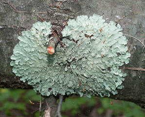 Flavoparmelia caperata (common greenshield, flavoparmelia lichen)