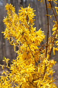 Forsythia × (forsythia)
