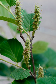 Fothergilla major (fothergilla, Mt. Airy fothergilla)