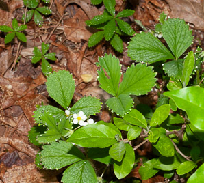 Fragaria vesca (alpine strawberry, white strawberry, woodland strawberry)